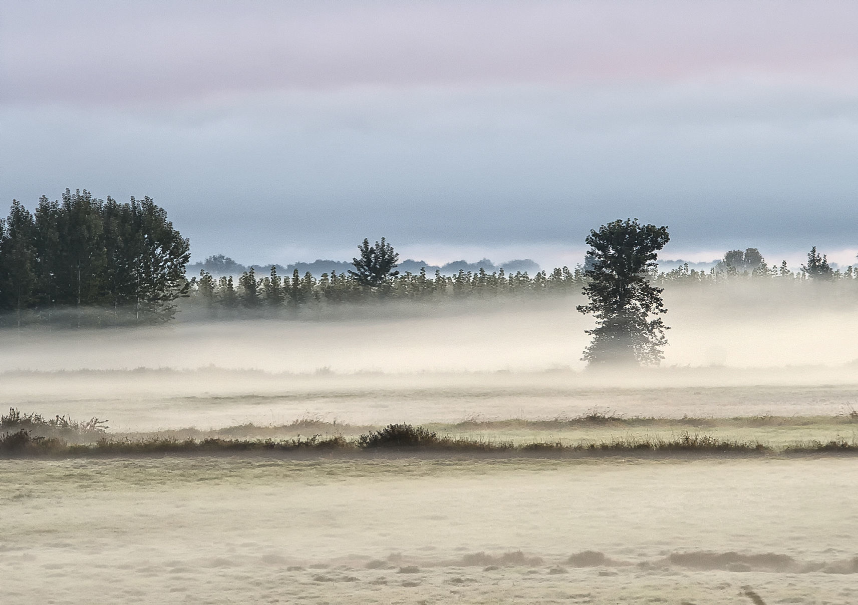 Deer's breath